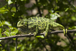 Common Chameleon courtesy of Wikipedia