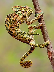 Indian Chameleon courtesy of Wikipedia