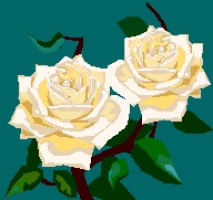 White Roses